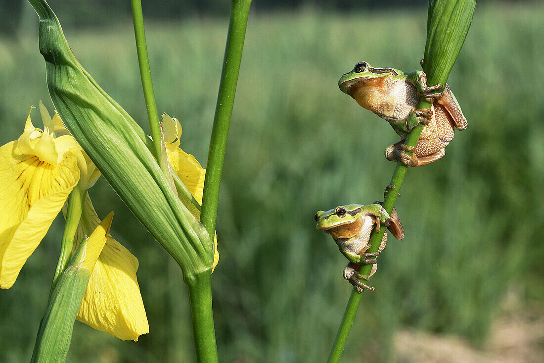 Common Tree Frog (Hyla arborea). Alsace, France