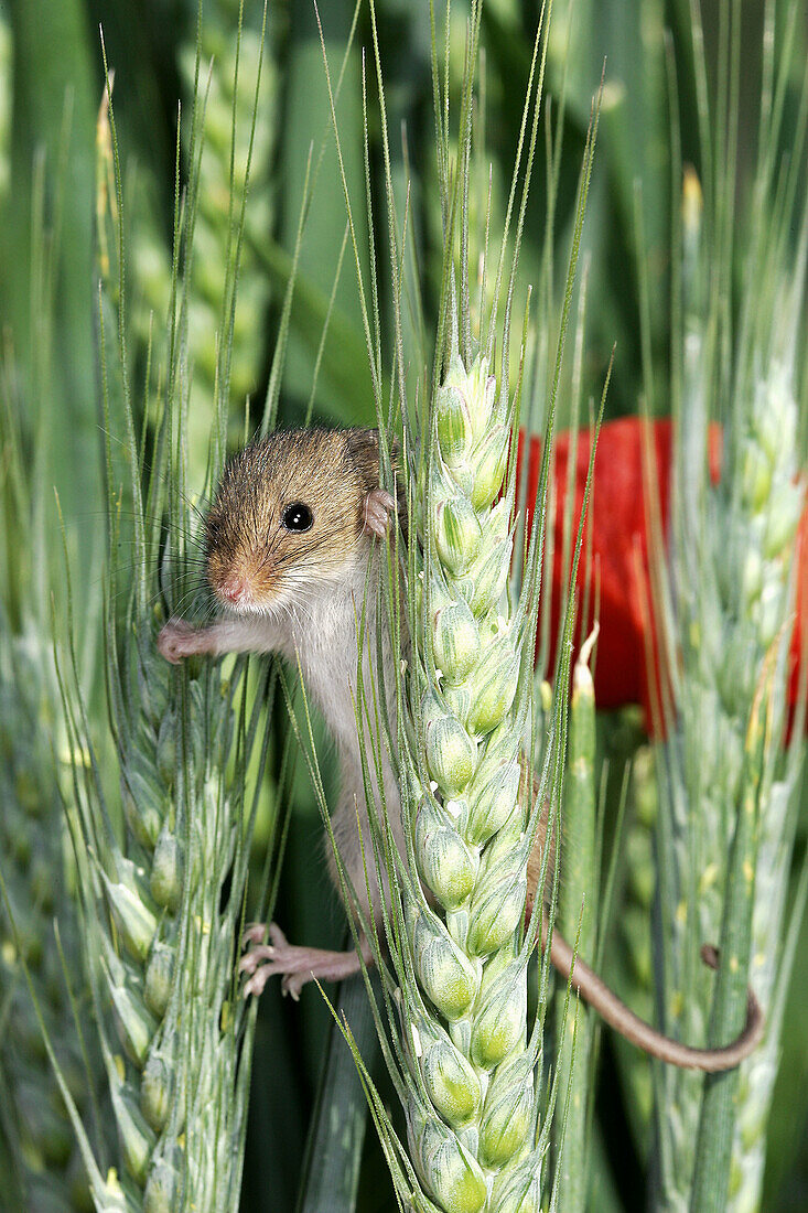 Harvest Mouse (Micromys minutus). France