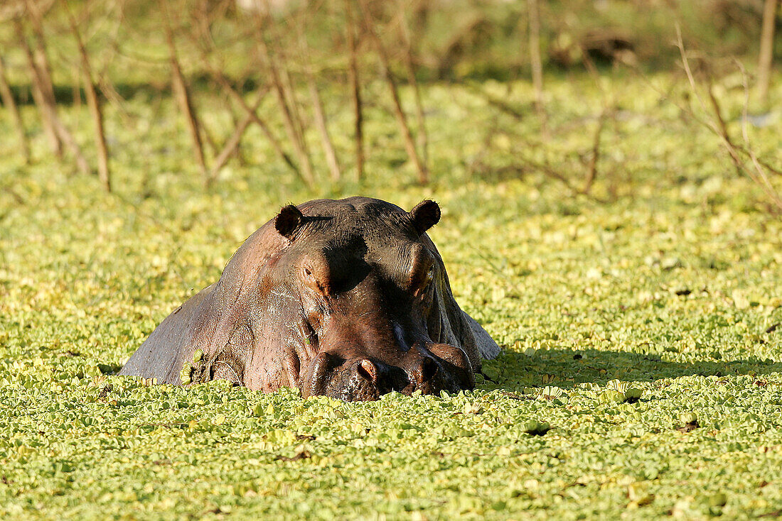 Hippopotamus (Hippopotamus amphibius). South Luangwa National Park, Zambia