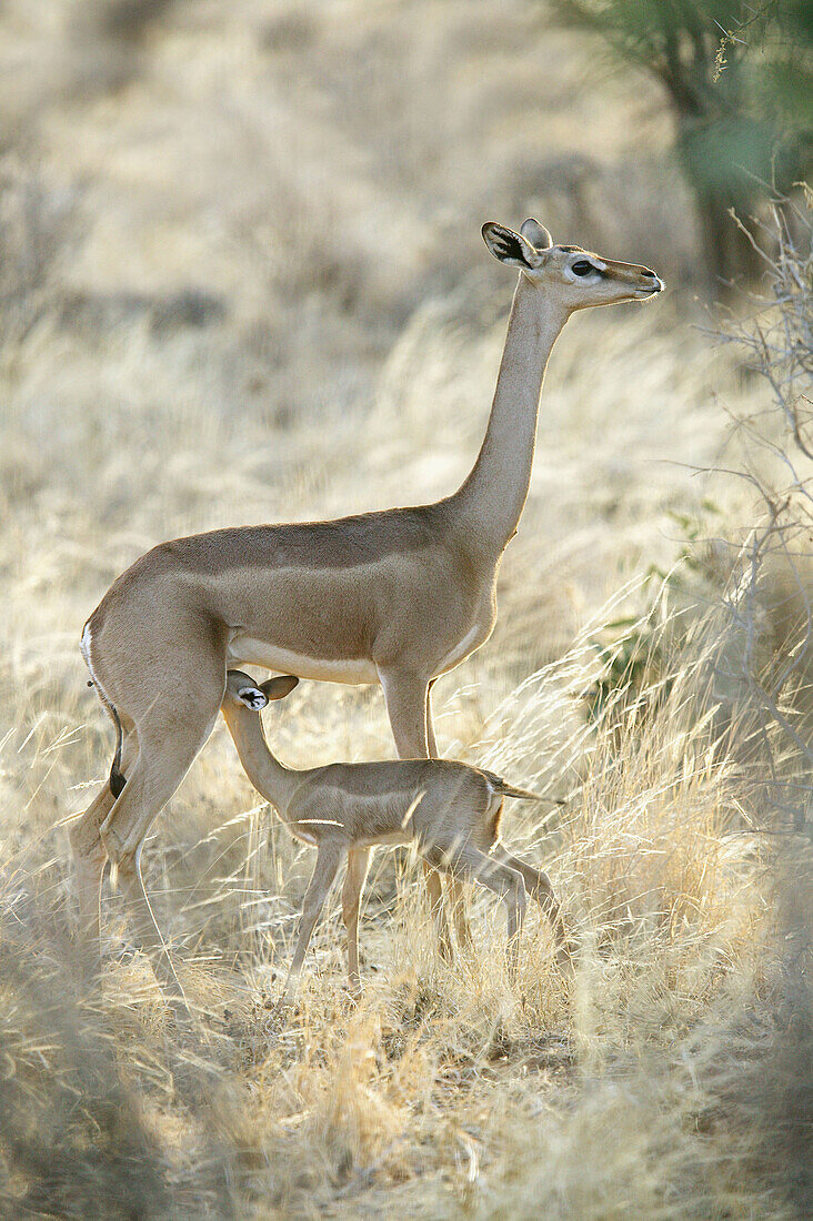 Gerenuk (Litocranius walleri). Kenya