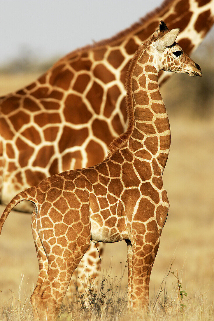 Giraffe (Giraffa camelopardalis). Kenya