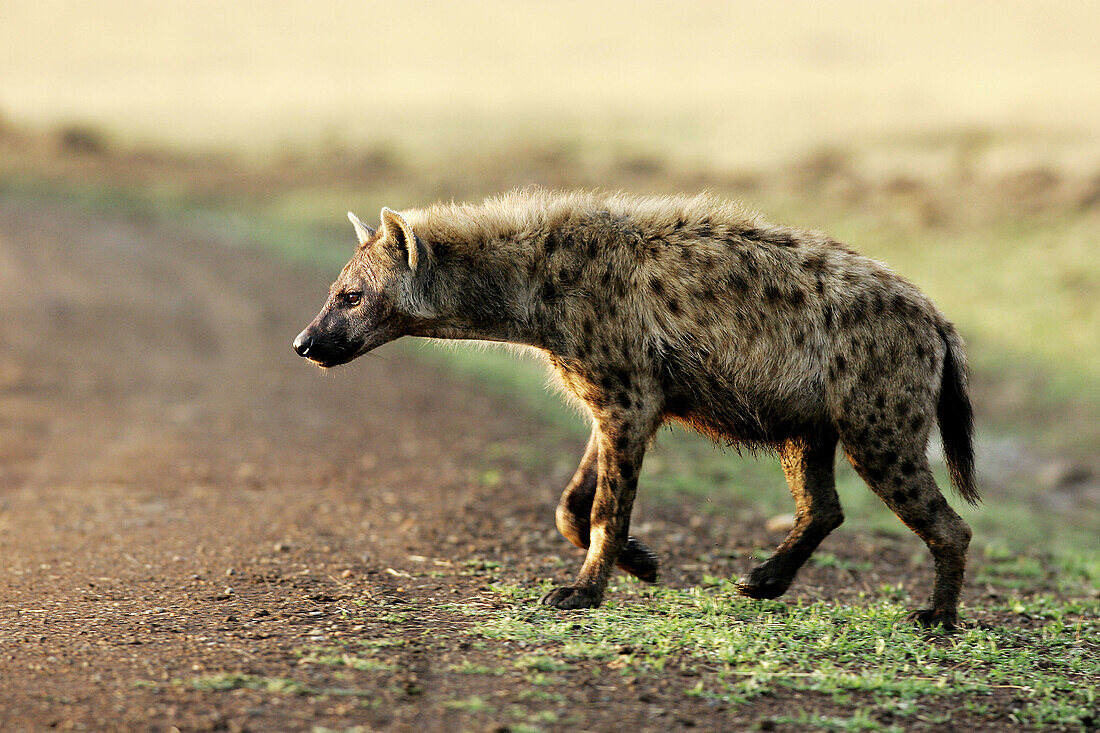 Spotted Hyena (Crocuta crocuta). Masai Mara, Kenya