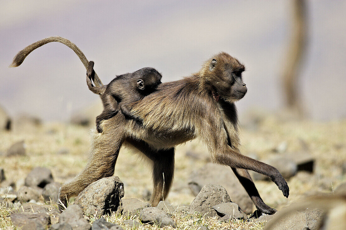 Gelada Baboon (Theropithecus gelada). Ethiopia