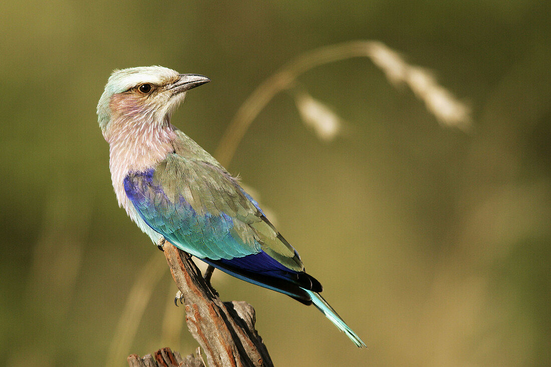 Lilac-breasted Roller (Coracias caudata)