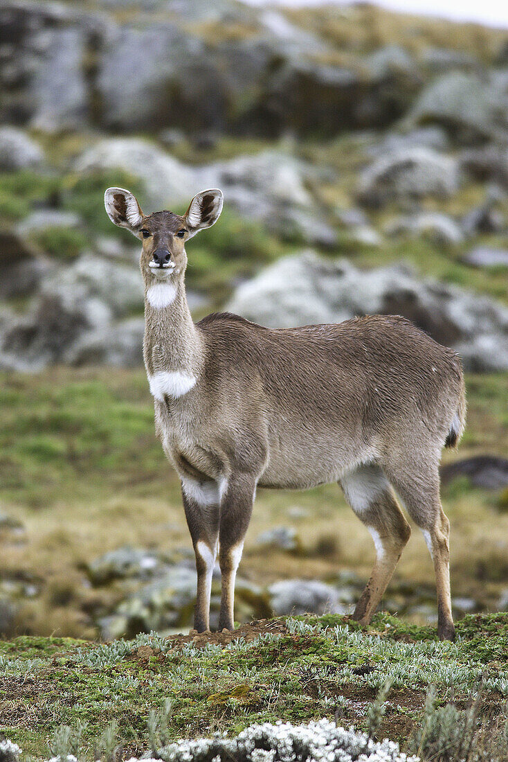 Mountain Nyala (Tragelaphus buxtoni), female. Ethiopia