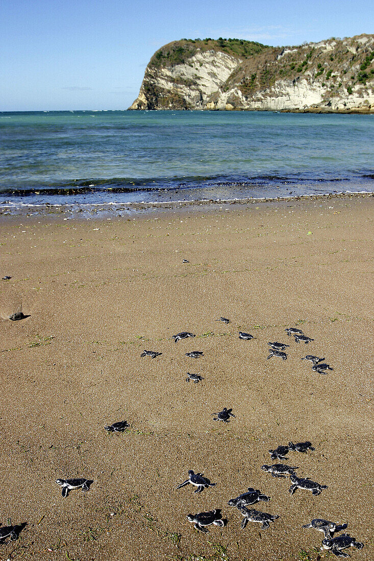 Sea turtle ou green turtle. (Chelonia mydas)