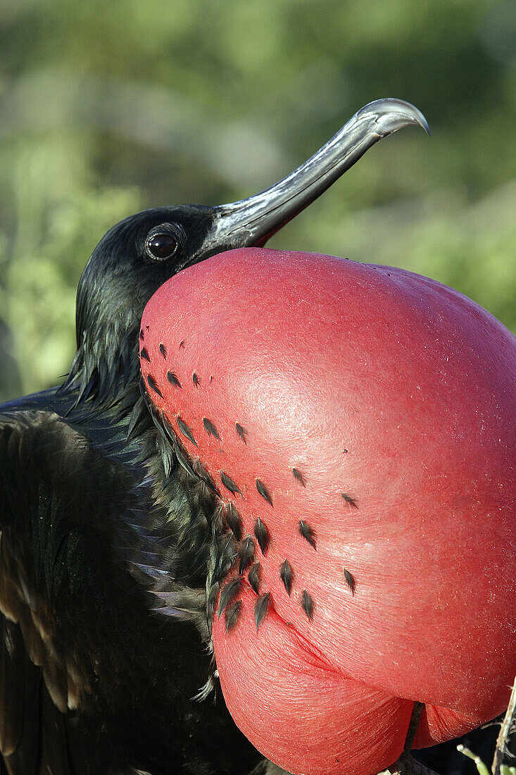 Great Frigatebird (Fregata minor). Genovesa (Tower) island, Galapagos Islands, Ecuador