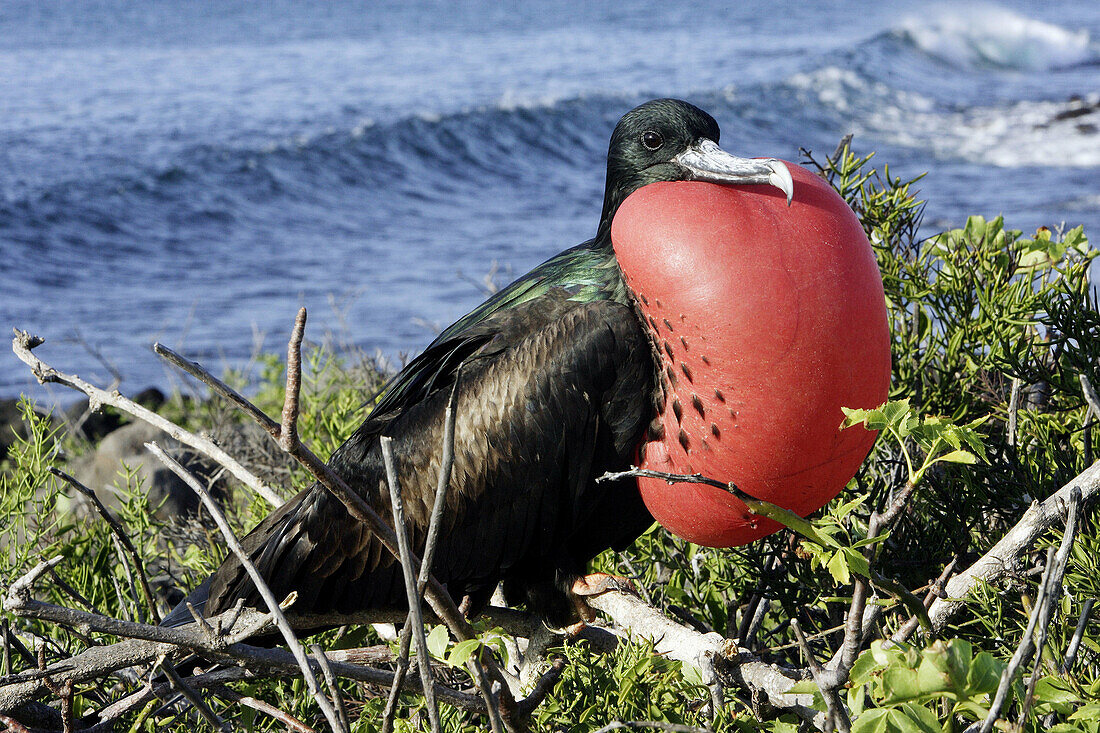 Great Frigatebird (Fregata minor). Galapagos Islands, Ecuador