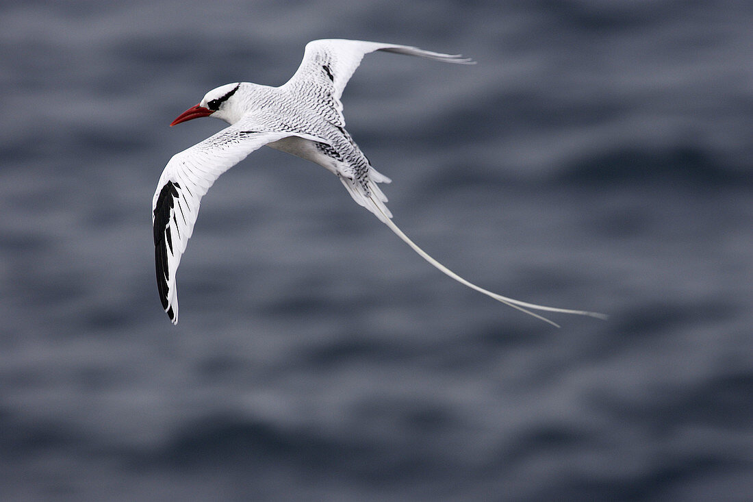 Red-billed Tropicbird (Phaeton aethereus). South Plaza island, Galapagos Islands. Ecuador