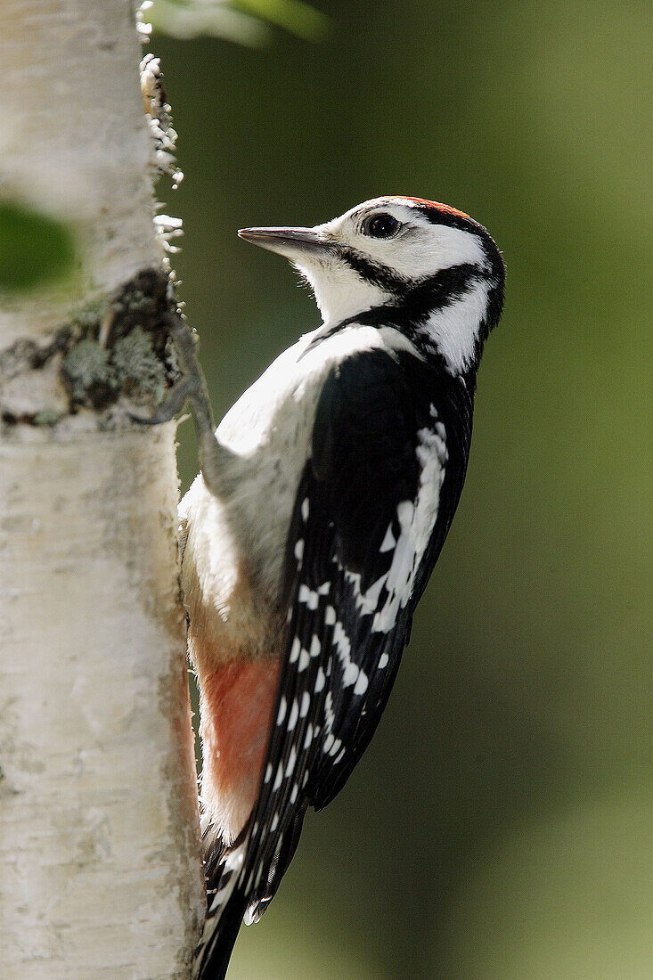 Young Great Spotted Woodpecker (Dendrocopos major) looking for food
