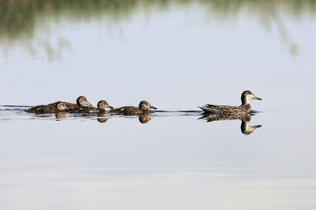 Garganey (Anas querquedula) female with youngs