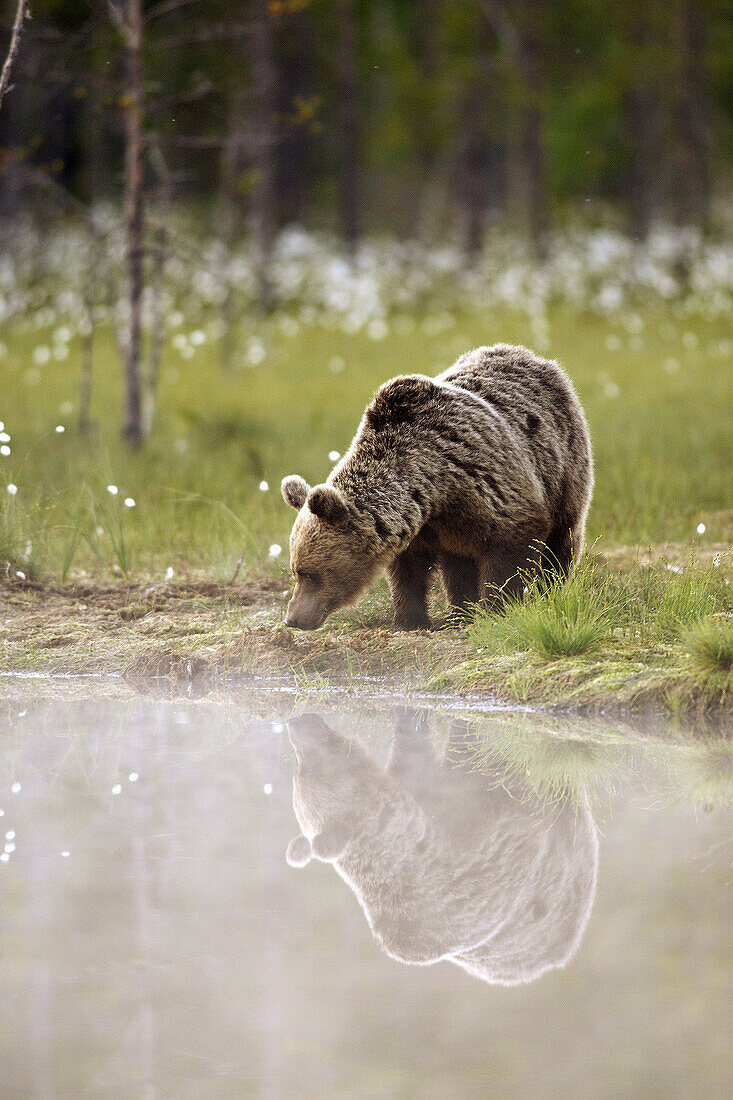 Brown Bear (Ursus arctos). Finland