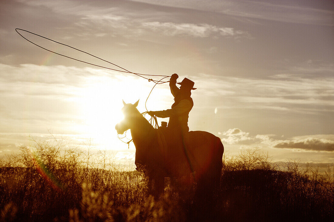 Cattleman with Quarter horse and/or Paint of USA. Ponderosa Ranch. Seneca. Oregon . USA