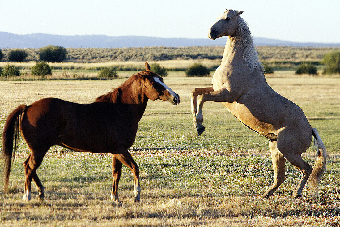 Quarter horse and/or Paint of USA. Ponderosa Ranch. Seneca. Oregon . USA