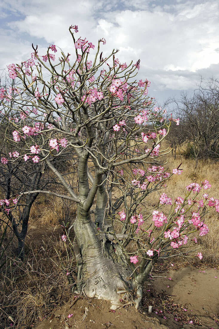 Desert Rose (Adenium obesum) Apocynaceae. Omo valley. Ethiopia.