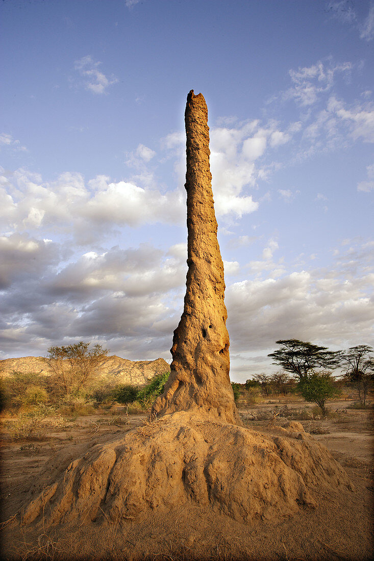 Termite Hill. Savanna biome. National Park of Mago. South Ethiopia
