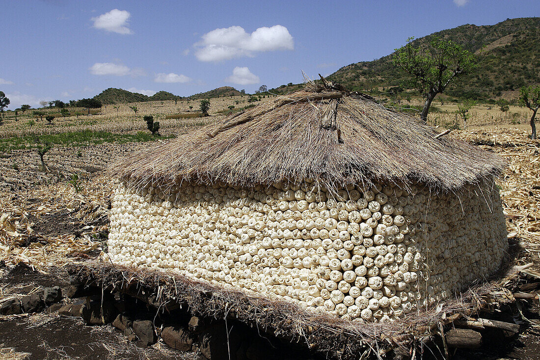 Corn granary. Ethiopia. (Zea mays L.)