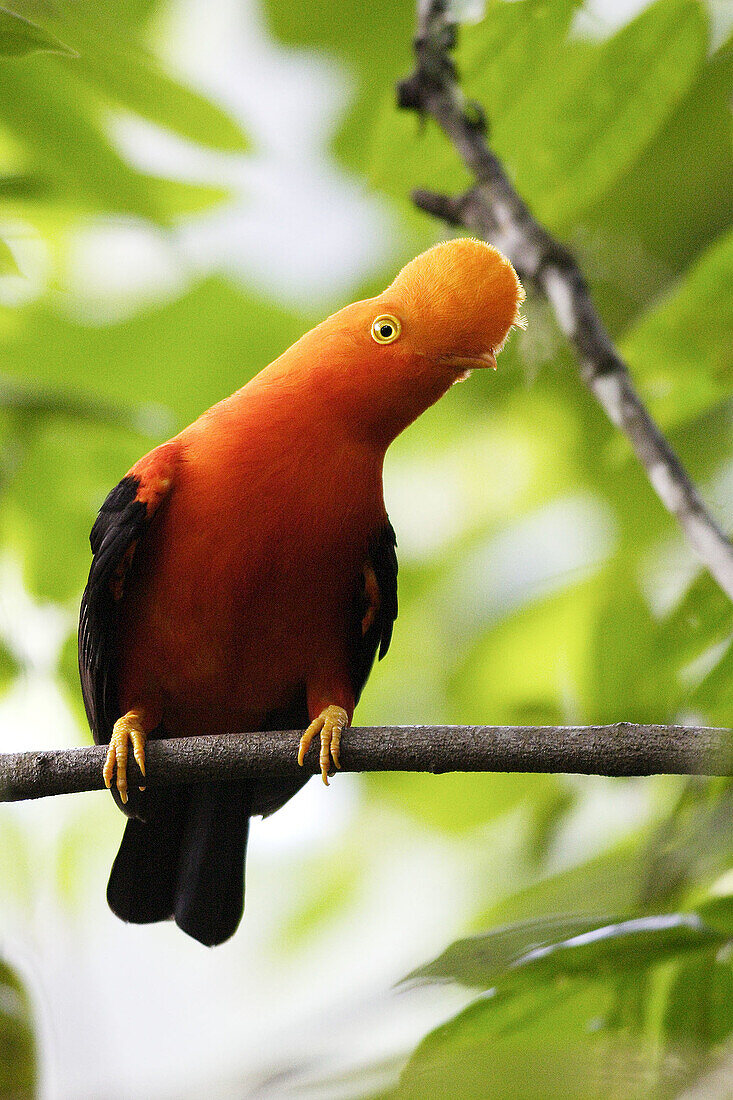 Andean Cock of the rock (Rupicola peruviana). Andes de Mérida. Venezuela