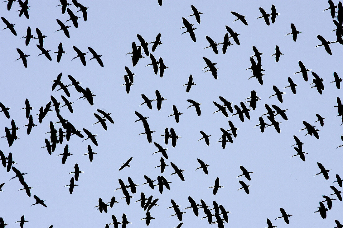 Glossy Ibis (Plegadis falcinellus). Venezuela.