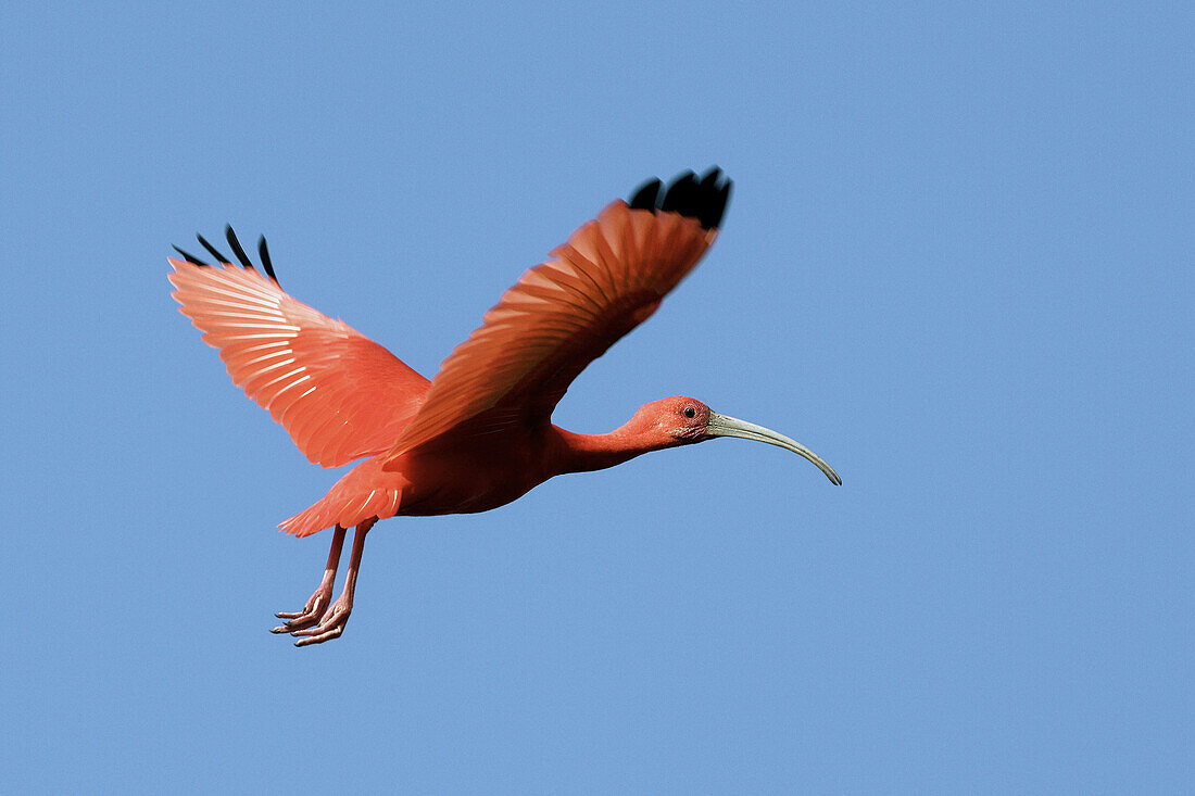 Scarlet Ibis (Eudocimus ruber). Venezuela.