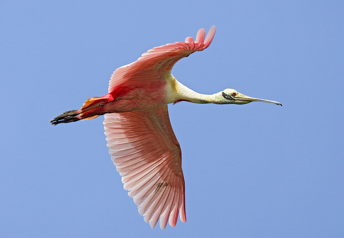 Roseate Spoonbill (Ajaja ajaja). Venezuela.