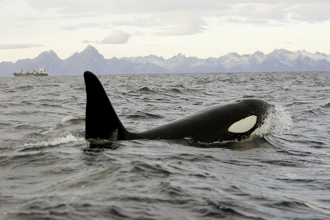 Orcinus orca Killer Whale