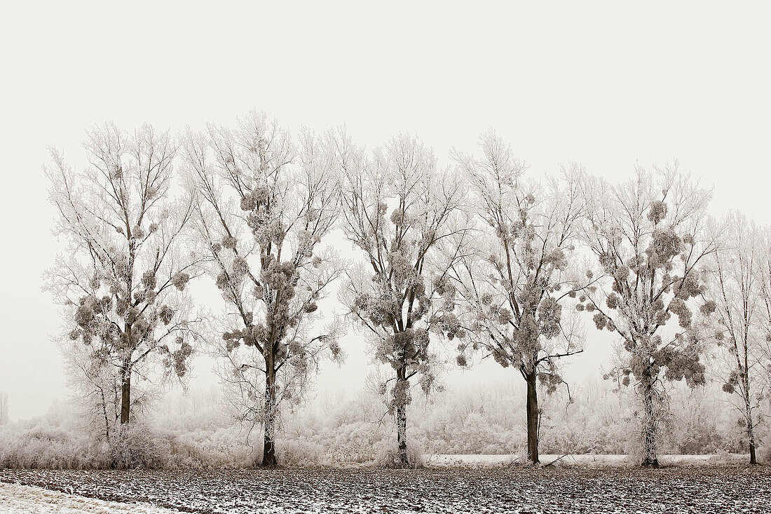 Poplars. Road from Meistratzheim to Erstein. Bas-Rhin. Alsace. France.