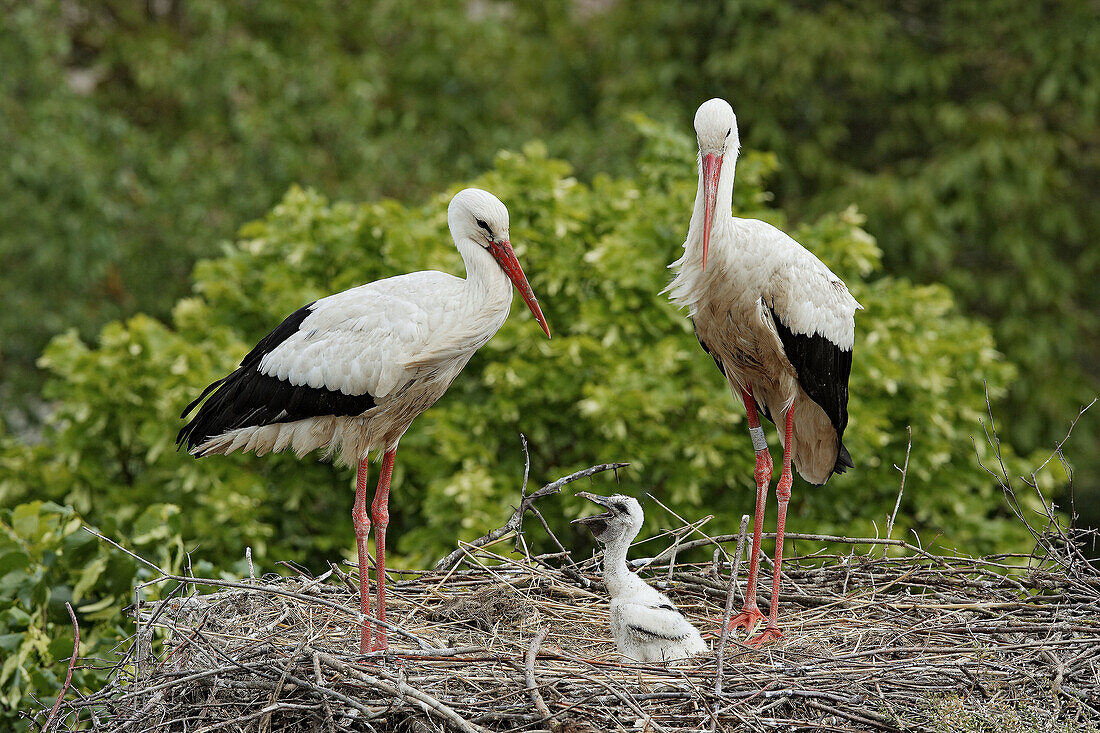 White Stork (Ciconia ciconia).