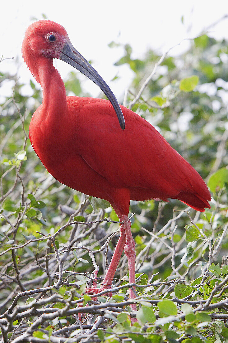 Scarlet Ibis (Eudocimus ruber). Venezuela.