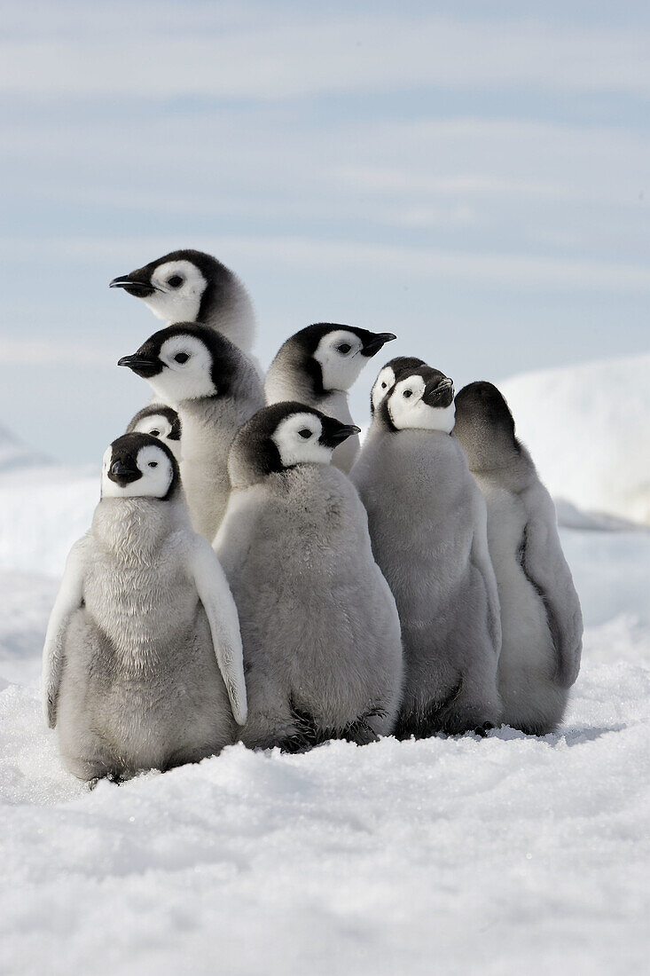 Emperor Penguins (Aptenodytes forsteri). Snow Hill Island. Antarctica