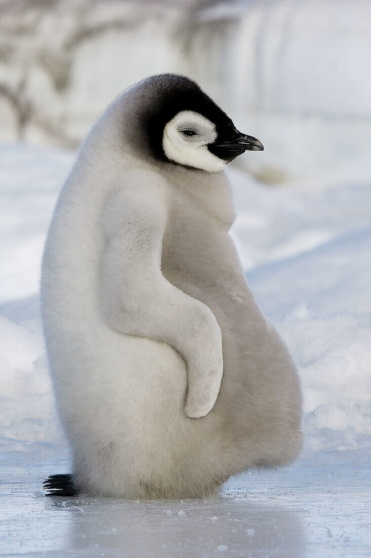 Emperor Penguins (Aptenodytes forsteri). Snow Hill Island. Antarctica