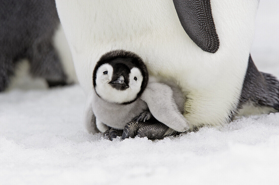 Emperor Penguins (Aptenodytes forsteri). Snow Hill Island. Antarctica