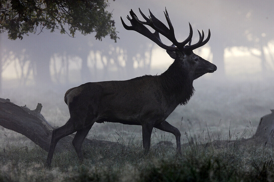 Male. Red Deer. Cervus elaphus.