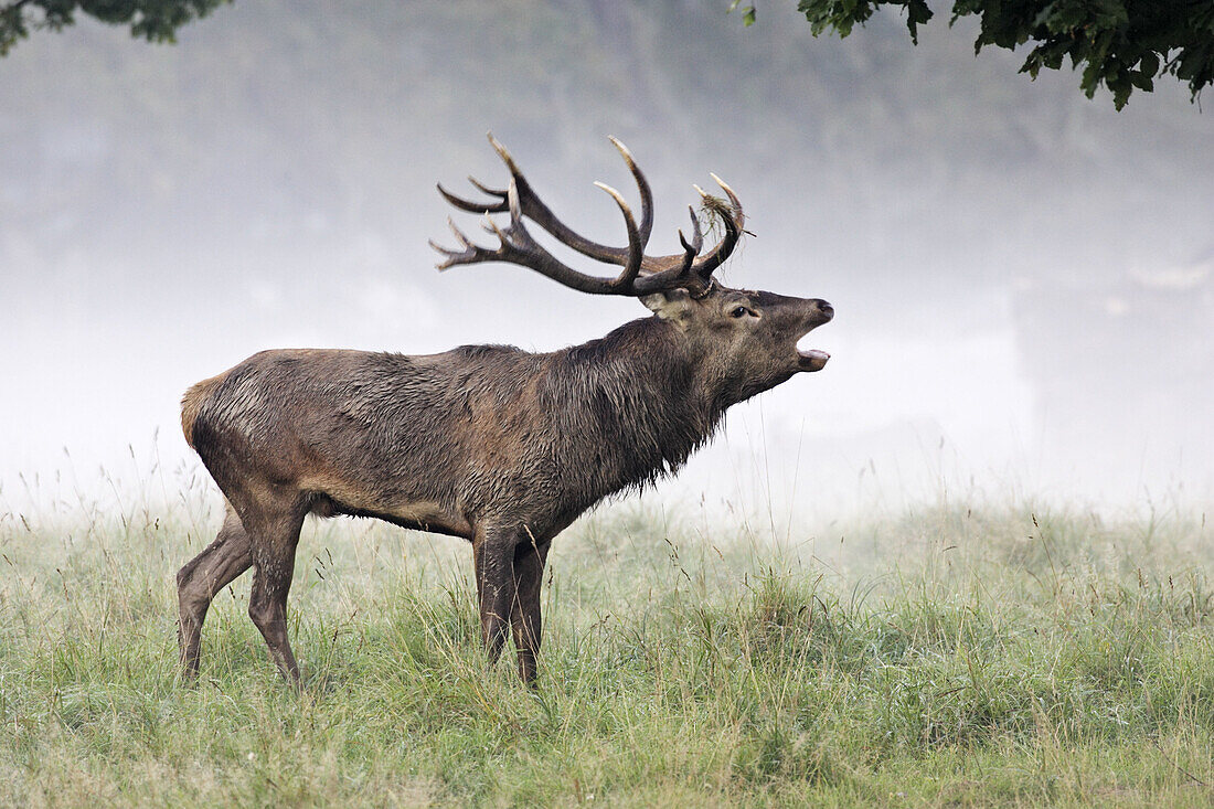 Male. Red Deer. Cervus elaphus.