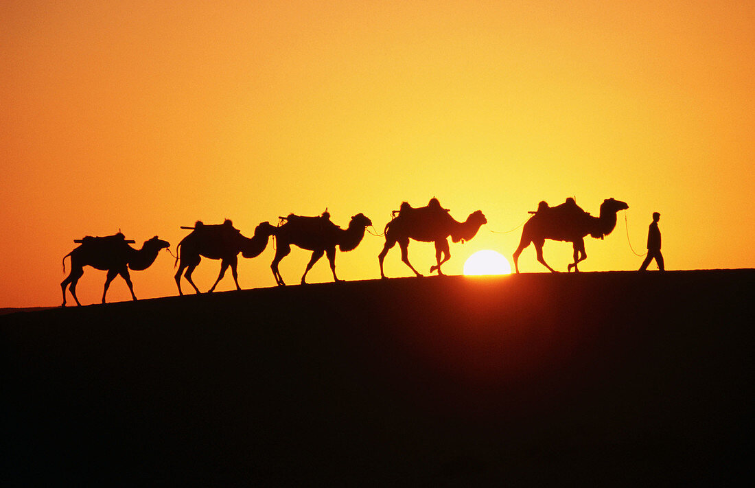 Camels. Gobi Desert. China