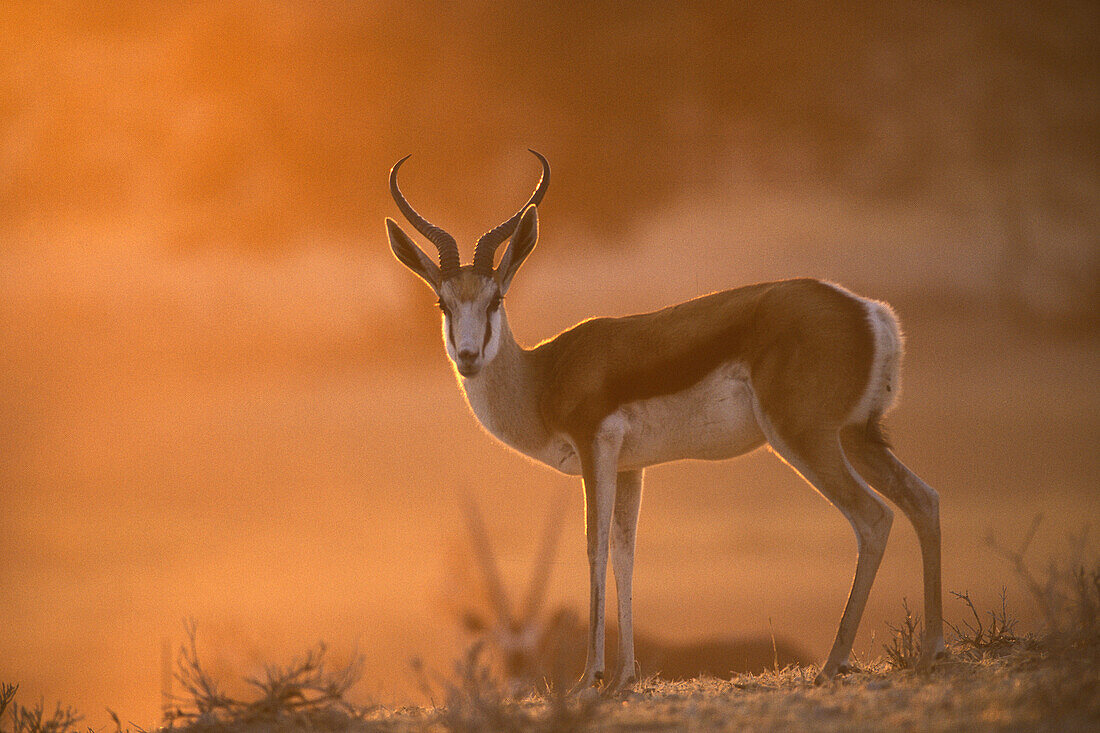 Springbok. Kalahari National Park. South Africa