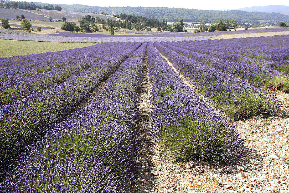 Blooming Lavender Field (Lavandula latifolia-lavandula angustifolia)