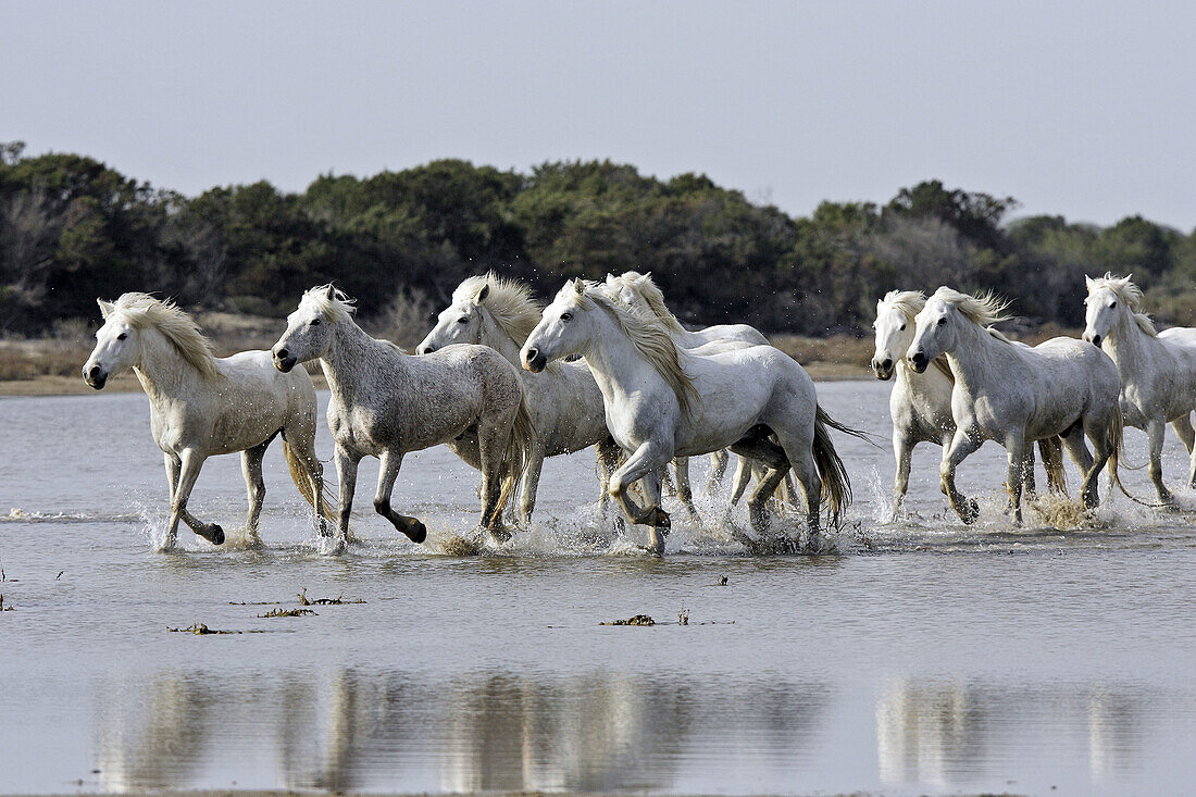 Camargue horses. Saintes Maries de la Mer. Bouches du Rhone. Camargue. France.