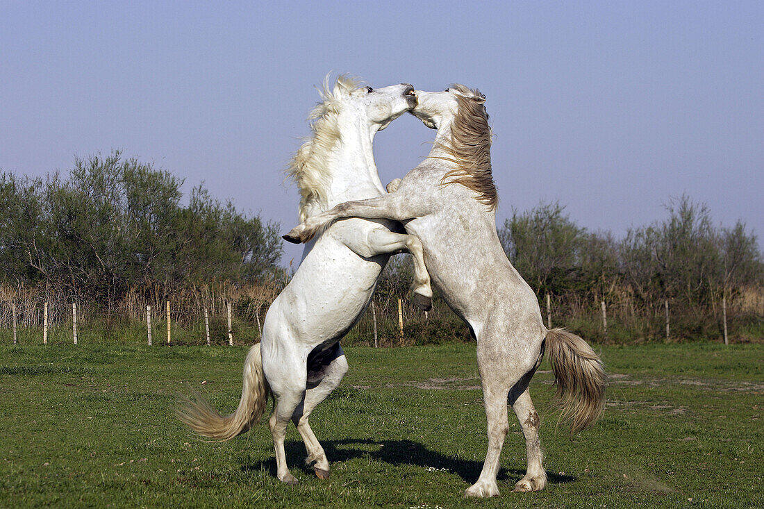 Camargue horses. Saintes Maries de la Mer. Bouches du Rhone. Camargue. France.