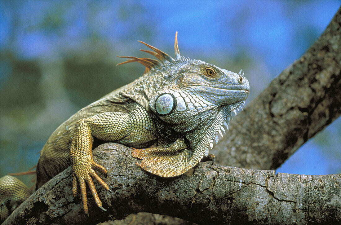 Green Iguana (Iguana iguana). Costa Rica