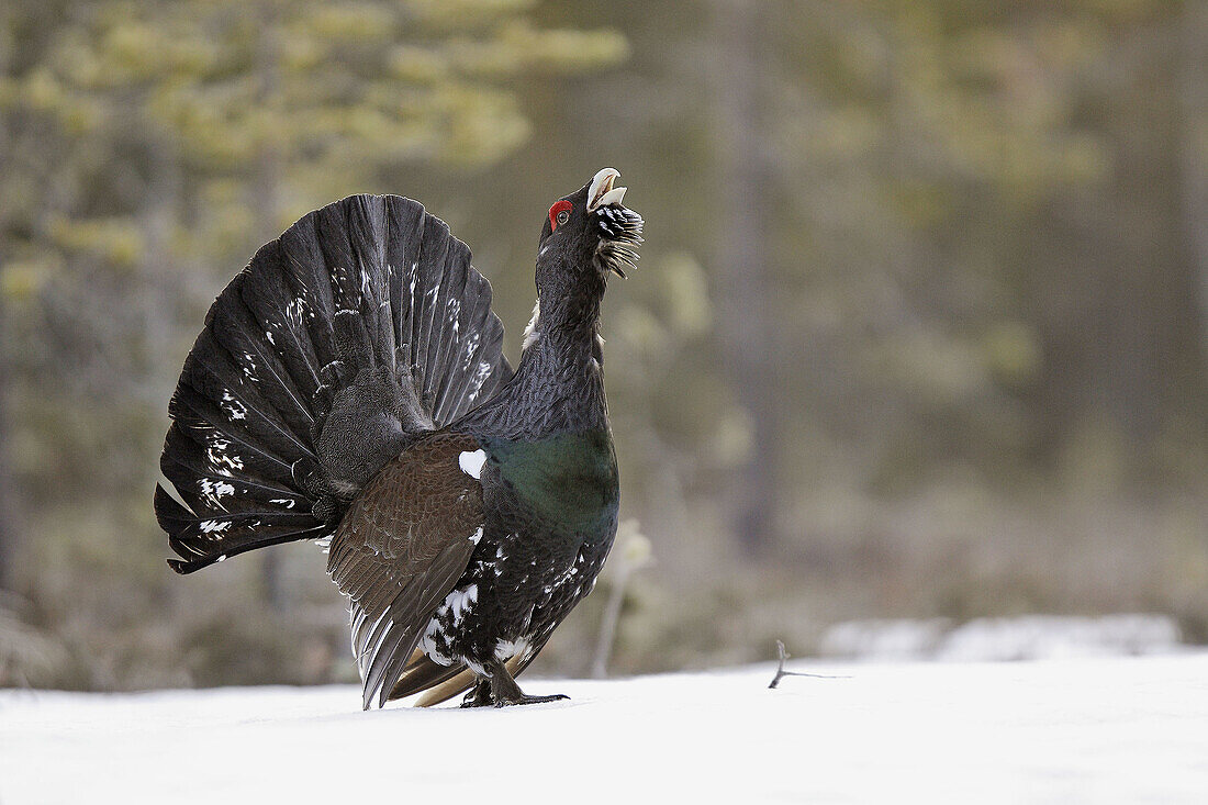 Capercaillie (Tetrao urogallus). Finland.