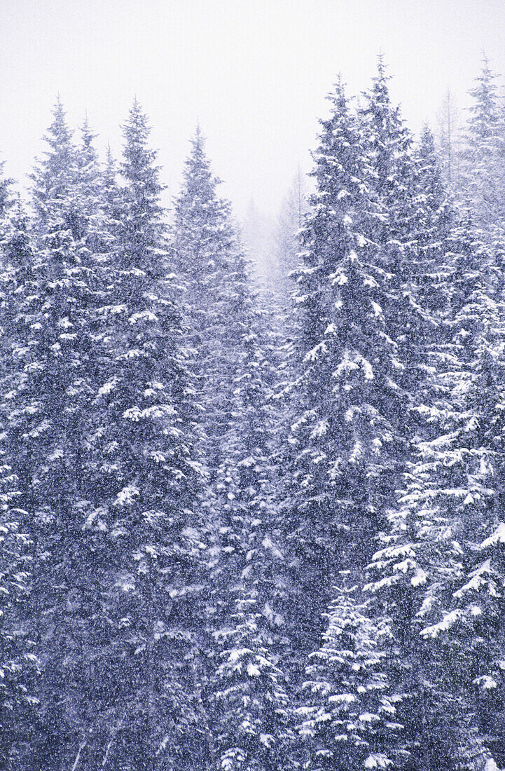  Aussen, Außen, Baum, Bäume, Farbe, Jahreszeit, Jahreszeiten, Kalt, Kälte, Natur, Pflanze, Pflanzen, Schnee, Tageszeit, Vegetation, Verschneit, Vertikal, Wald, Wälder, Winter, D67-235022, agefotostock 