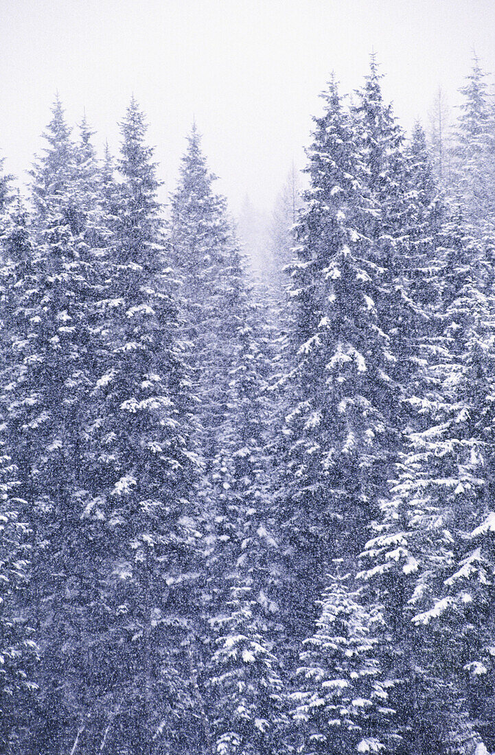  Cold, Color, Colour, Conifer, Conifers, Covered, Daytime, Exterior, Forest, Forests, Nature, Outdoor, Outdoors, Outside, Perennial, Plant, Plants, Season, Seasons, Snow, Snow-covered, Snowcovered, Snowy, Tree, Trees, Vegetation, Vertical, Winter, Wintert