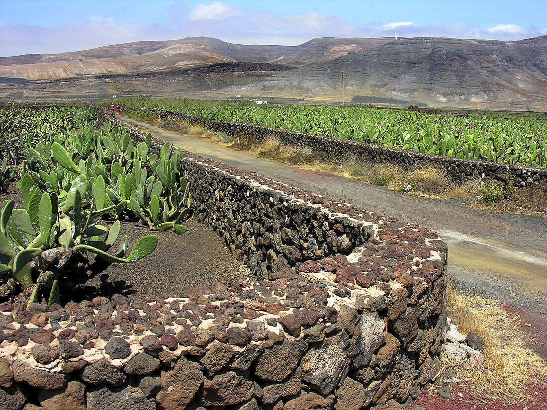 Lanzarote. Canary Islands, Spain