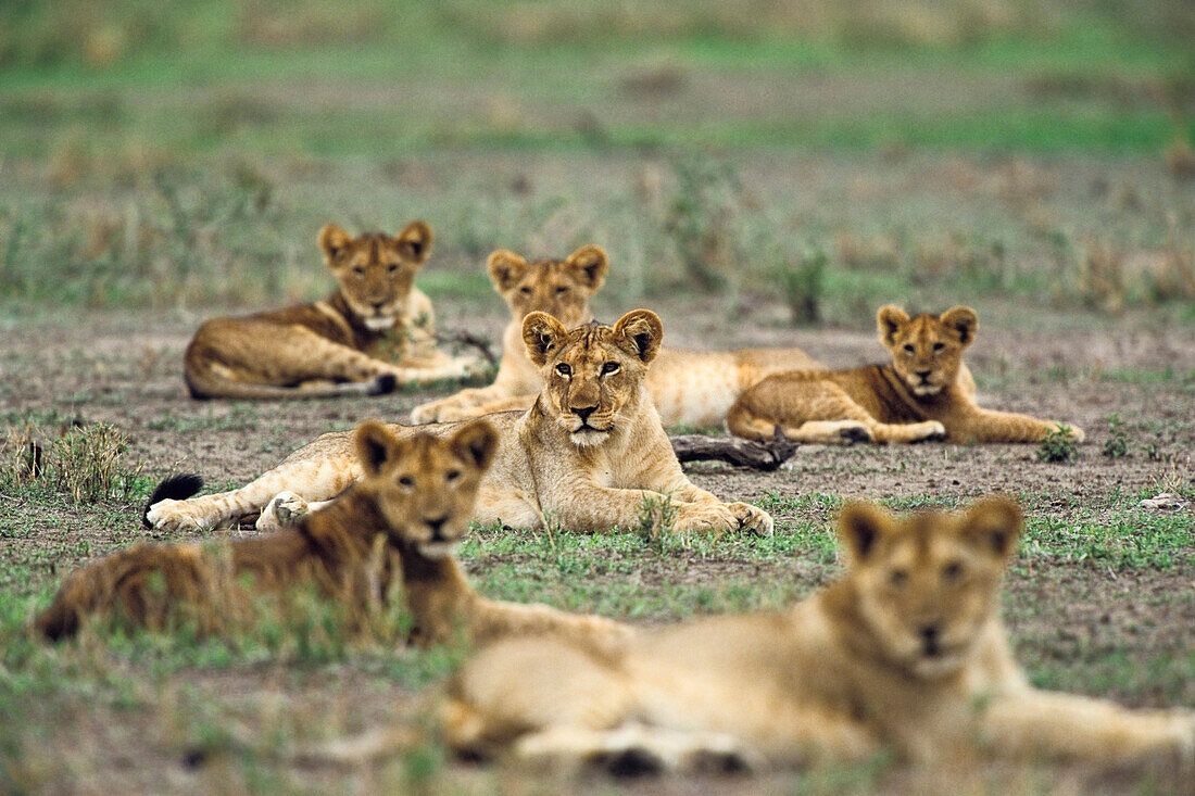 Young african lions, Panthera leo, Serengeti, Tanzania