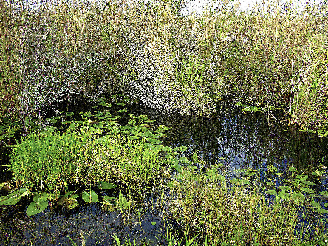 Everglades National Park. Florida. USA