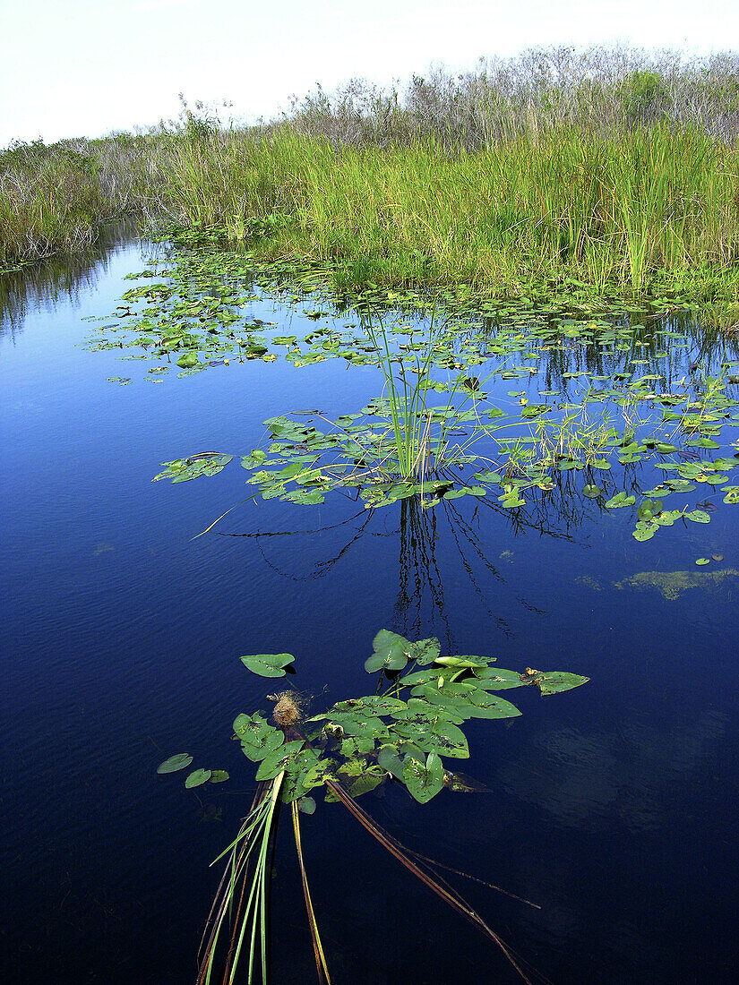 Everglades National Park. Florida. USA