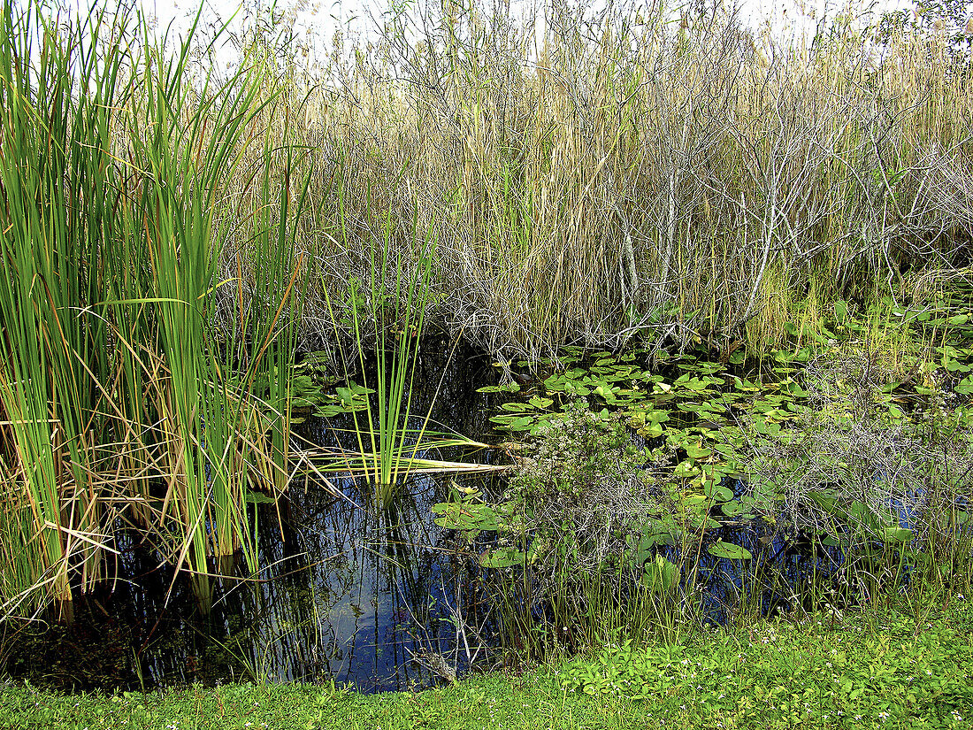 Everglades National Park. Florida. USA