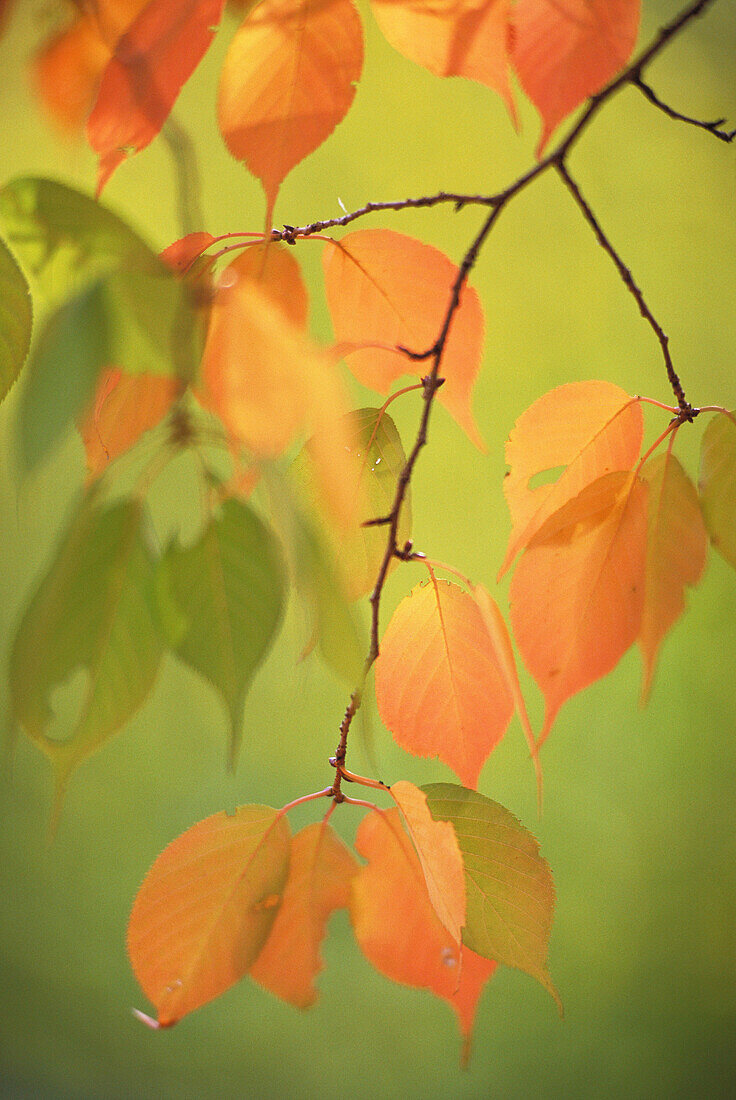 Leaves