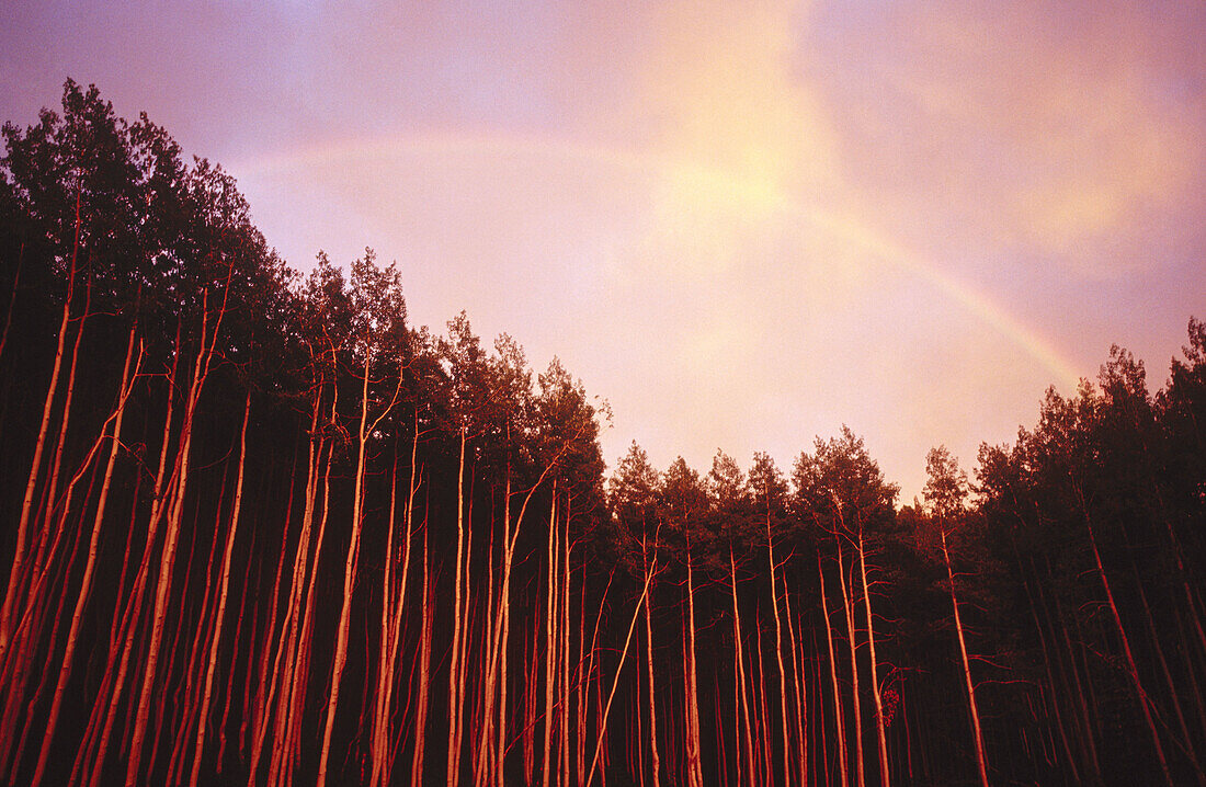 Rainbow over tall aspen trees